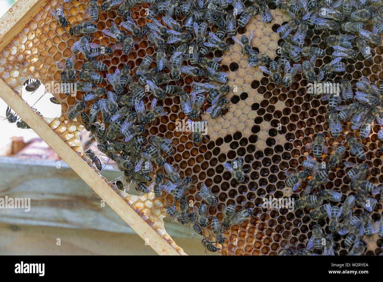 Beekeeping Stock Photo