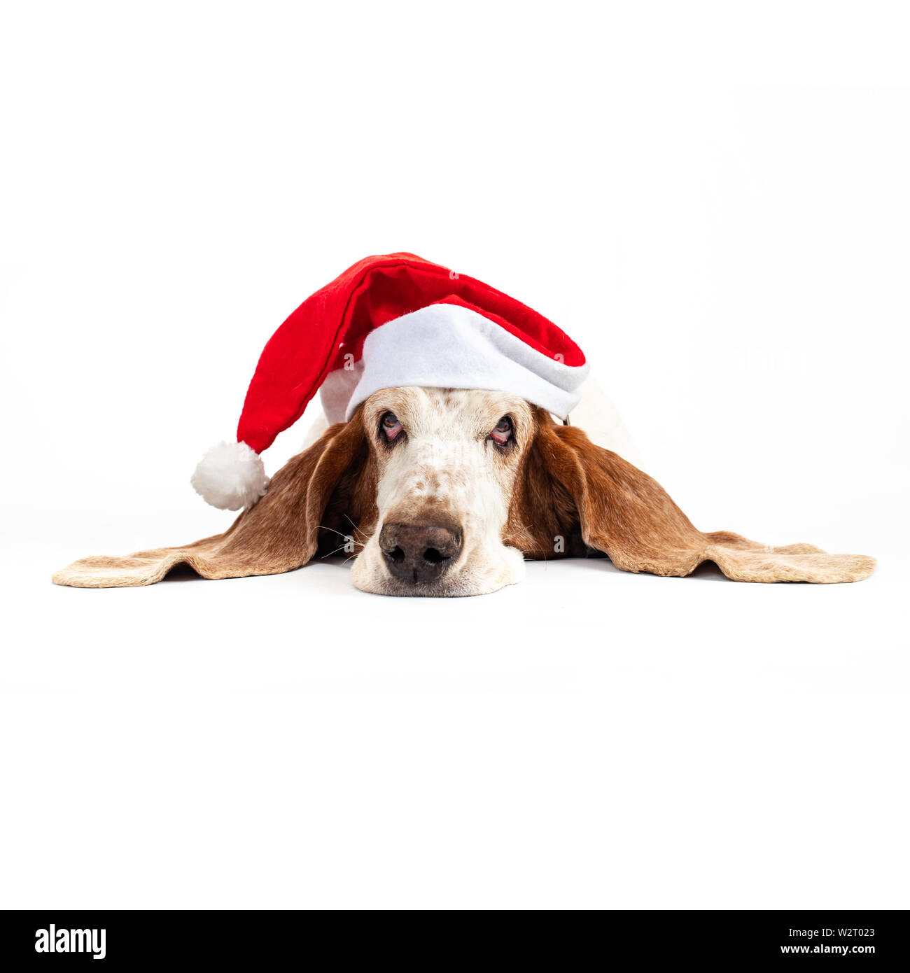 Tinkerbelle the Basset Hound wearing a christmas hat and laing on a white backgrand Stock Photo