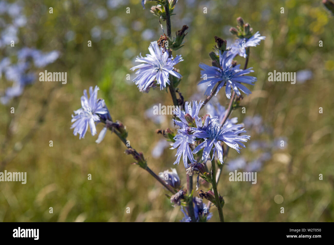 Chicory plant in a hay meadow Vale of Glamorgan Stock Photo