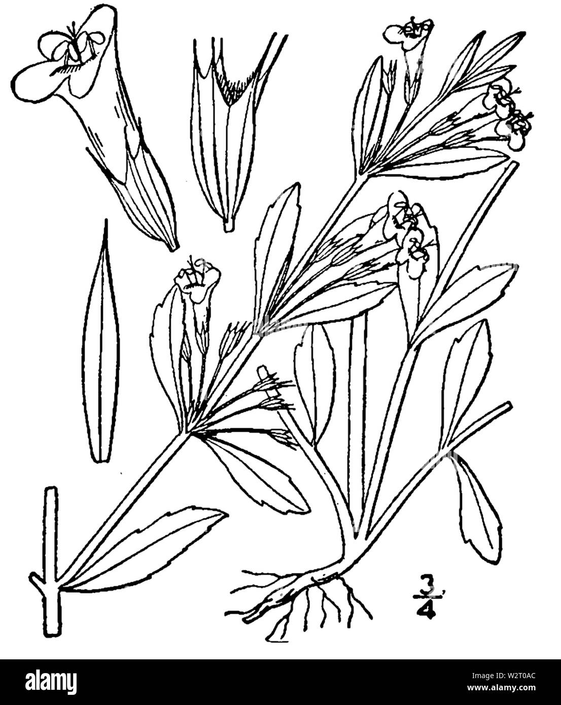 Clinopodium glabellum illustration Stock Photo