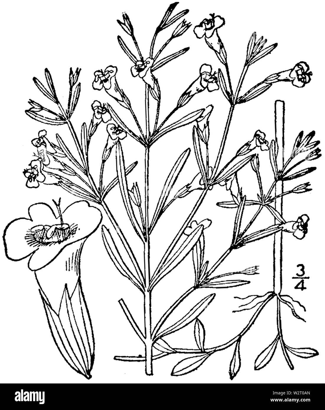 Clinopodium arkansanum drawing 1 Stock Photo