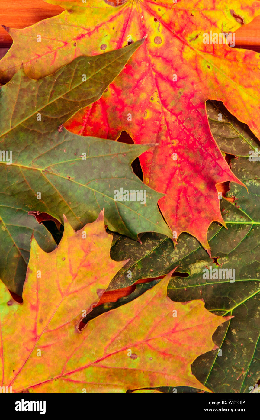 autumn colorful leaves background image Stock Photo - Alamy