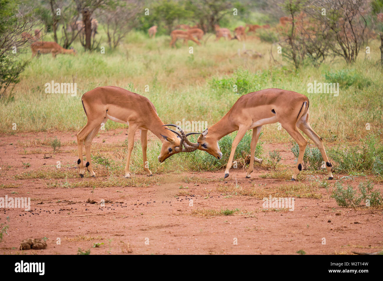 Two male common impala fighting for dominance locking horns, head bowed