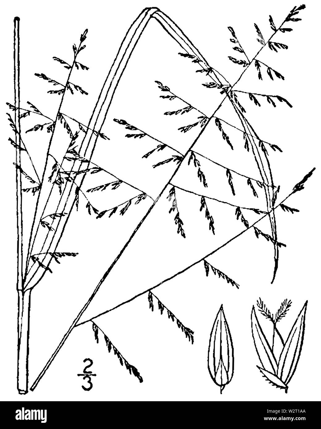 Coleataenia stipitata (as Panicum stipitatum) BB-1913 Stock Photo