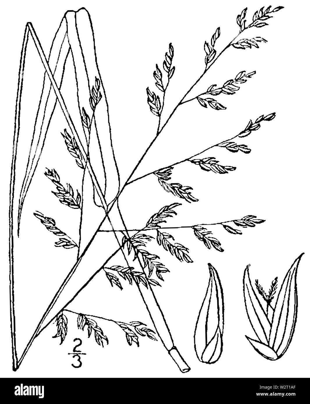 Coleataenia anceps ssp anceps (as Panicum anceps) BB-1913 Stock Photo