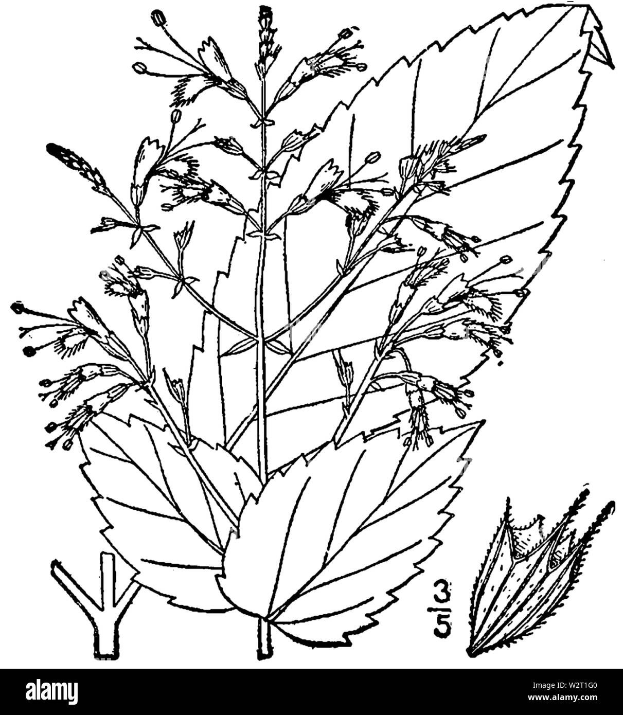 Botanical illustration of Collinsonia canadensis from 1913 Stock Photo ...