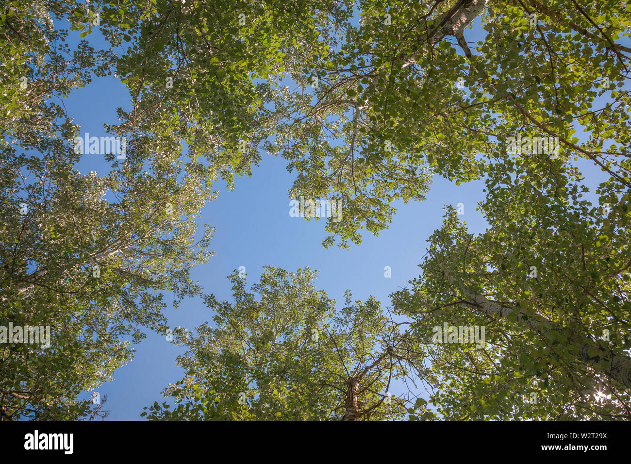 Silver poplar against the blue sky, view from the bottom Stock Photo