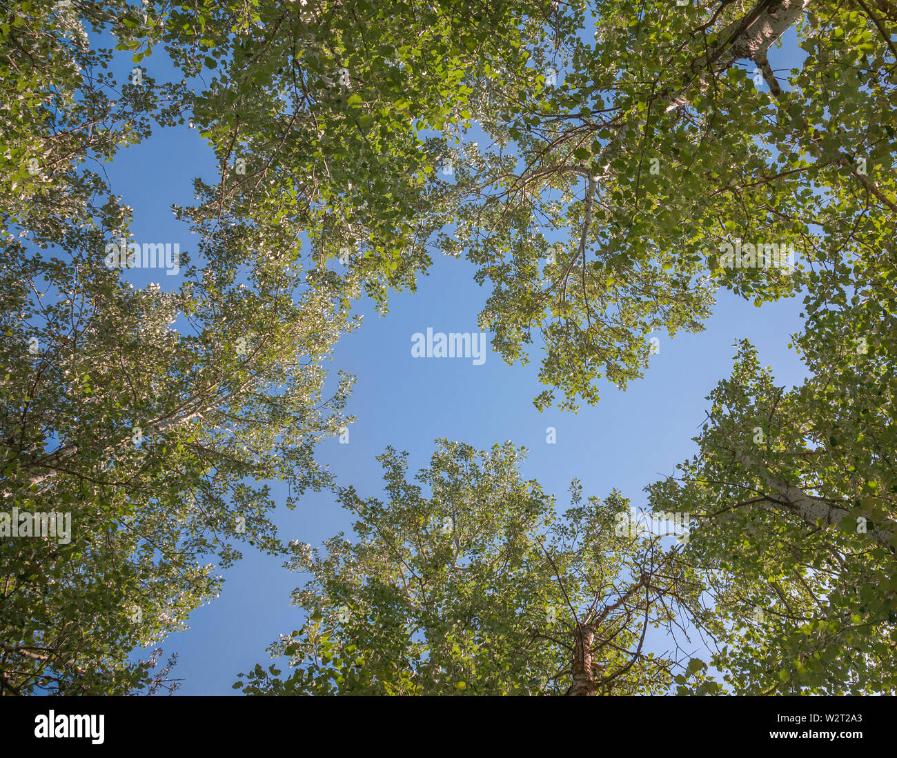 Silver poplar against the blue sky, view from the bottom Stock Photo