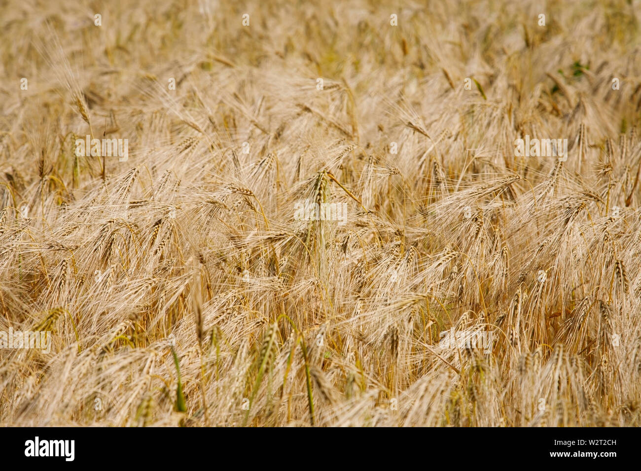 Barley field, field of ripe barley close-up Stock Photo - Alamy