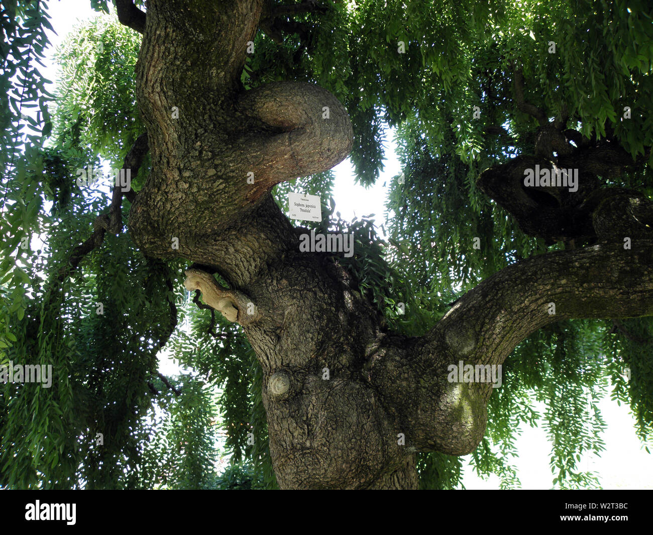 Sophora japonica 'pendula' tree Stock Photo
