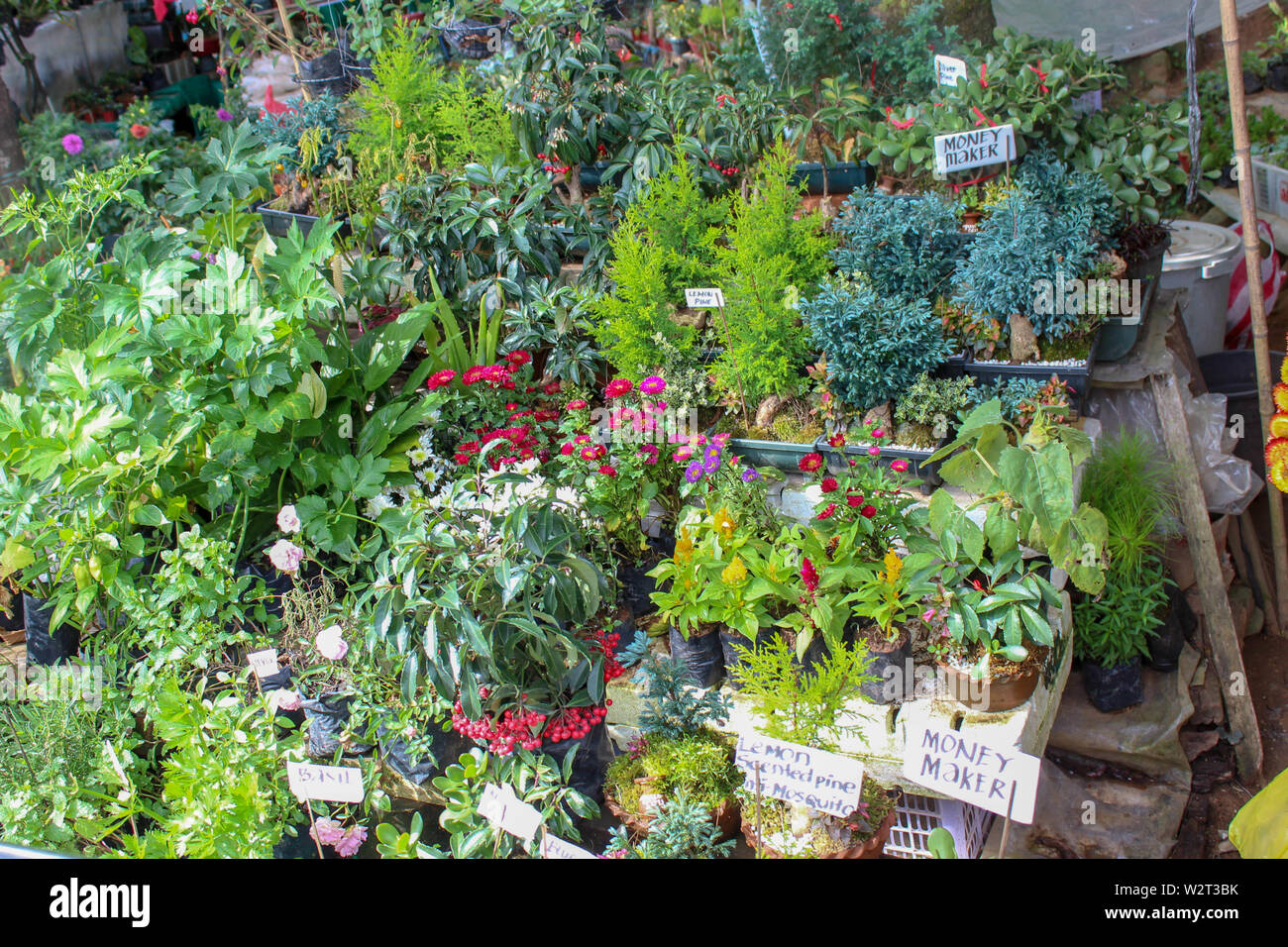 Baguio Philippines Stock Photo Alamy