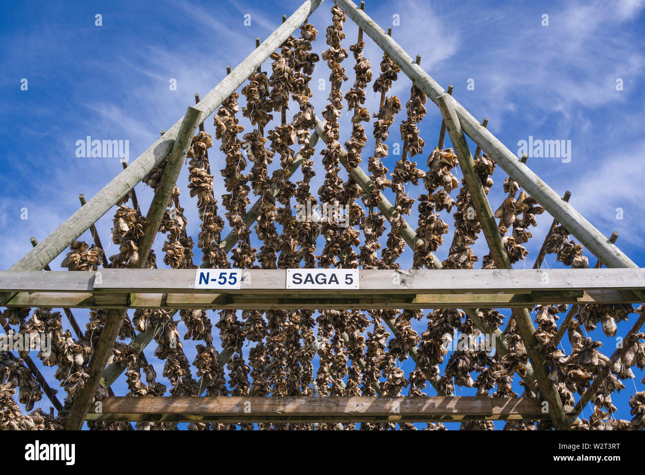 Cod (in this case cod fish heads) on drying racks in Lofoten, Norway ...