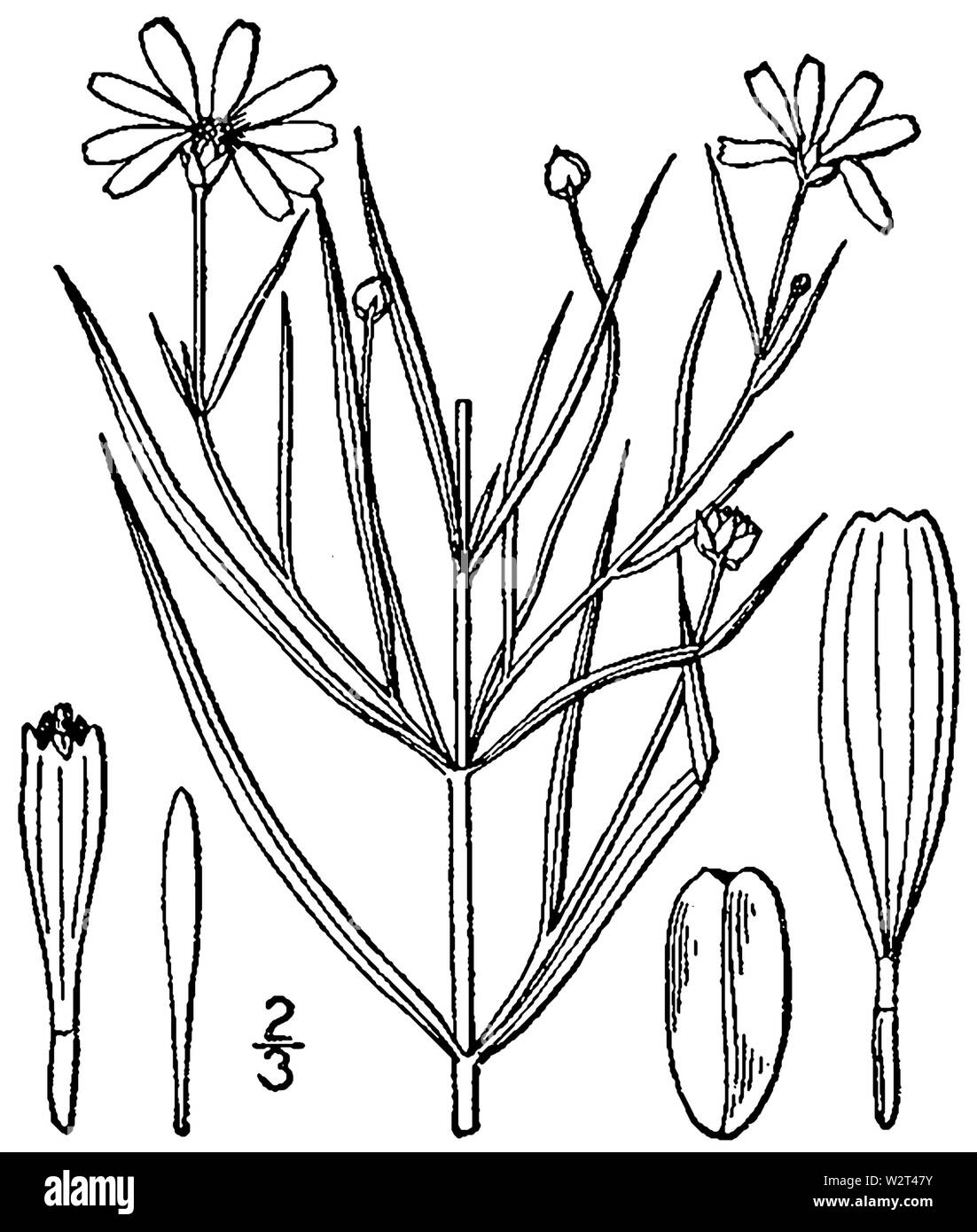 Coreopsis rosea BB-1913 Stock Photo