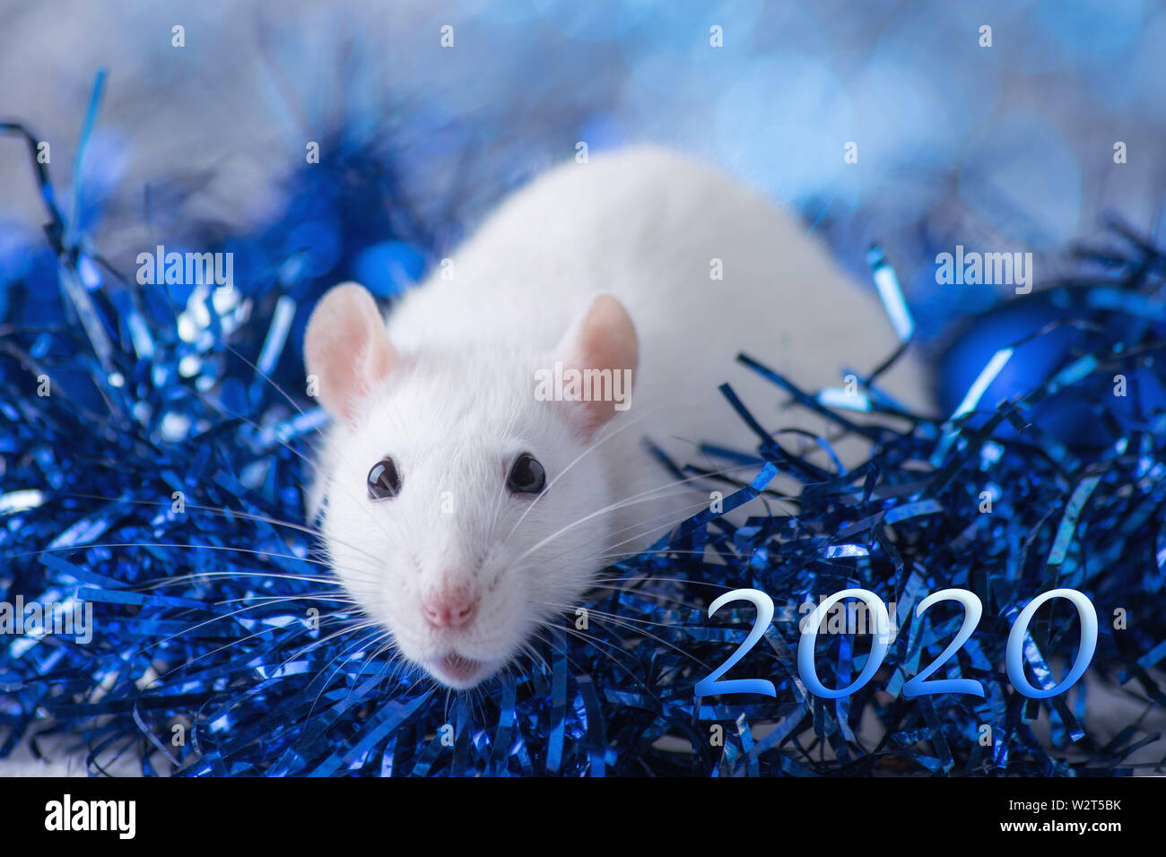Happy New Year! Symbol of New Year 2020 - white or metal (silver) rat. Cute rat with Christmas decorated Stock Photo