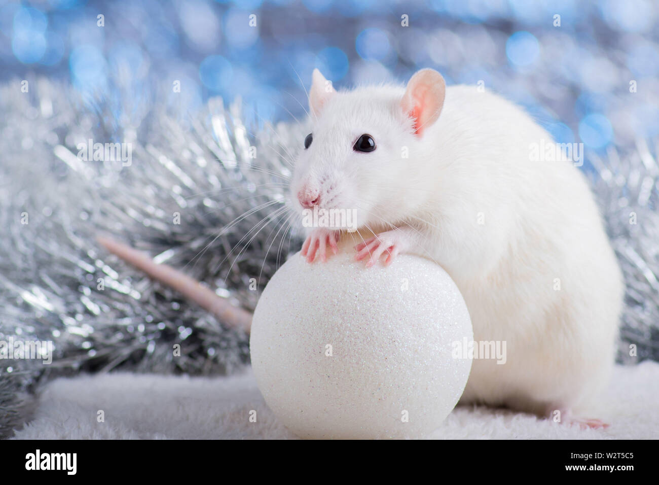 Happy New Year! Symbol of New Year 2020 - white or metal (silver) rat. Cute rat with Christmas decorated Stock Photo