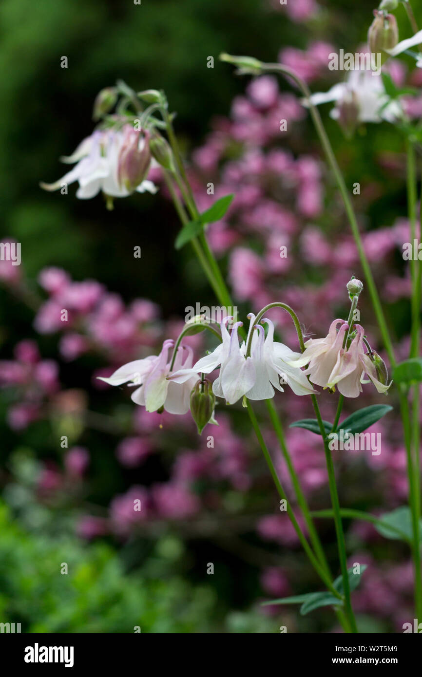 Pink Aquilegia vulgaris flowers called Columbine in cottage garden Stock Photo