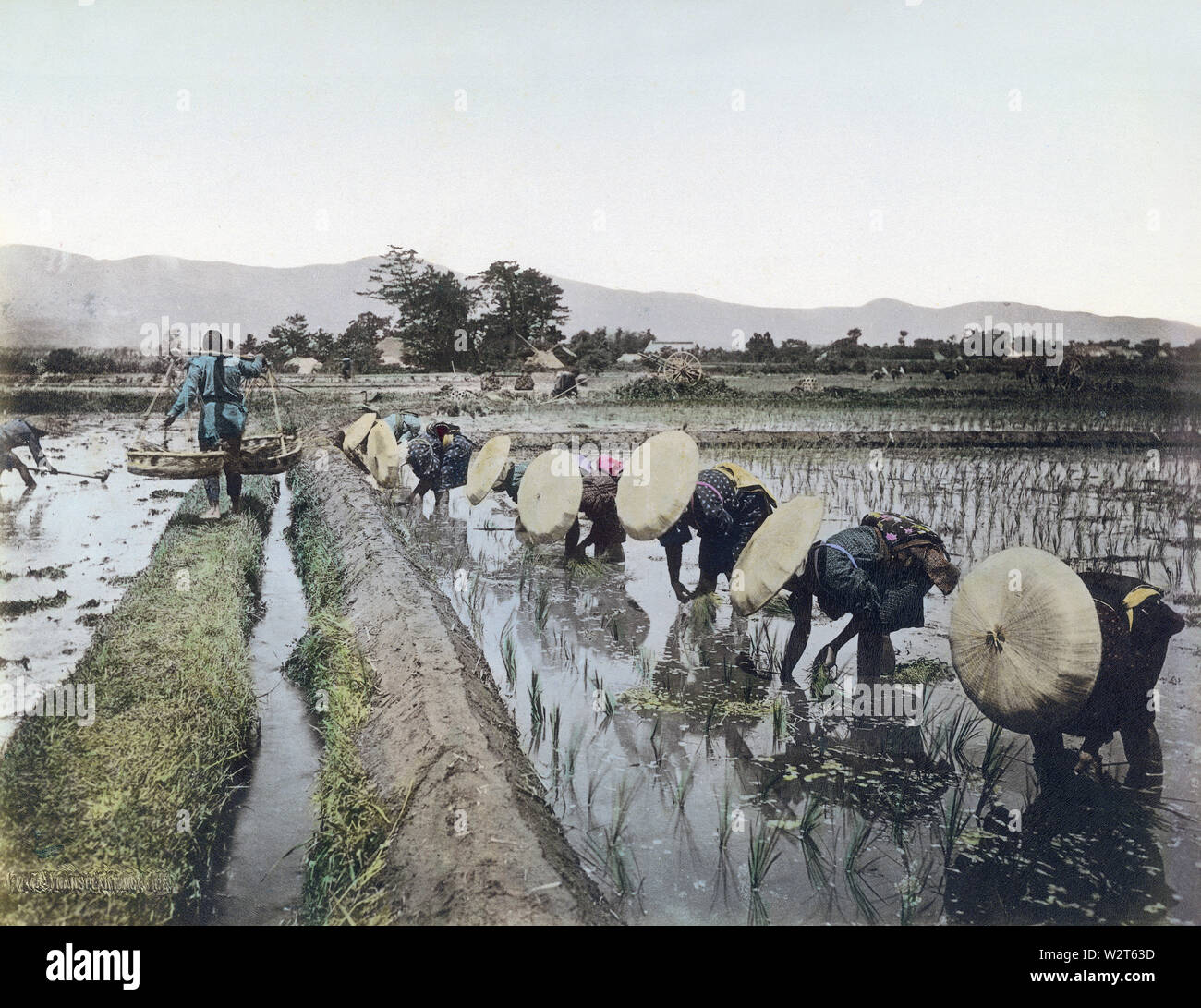 [ 1890s Japan - Japanese Farmers Planting Rice ] —   Women in traditional clothing are transplanting rice seedlings. This process is called taue in Japanese.  19th century vintage albumen photograph. Stock Photo