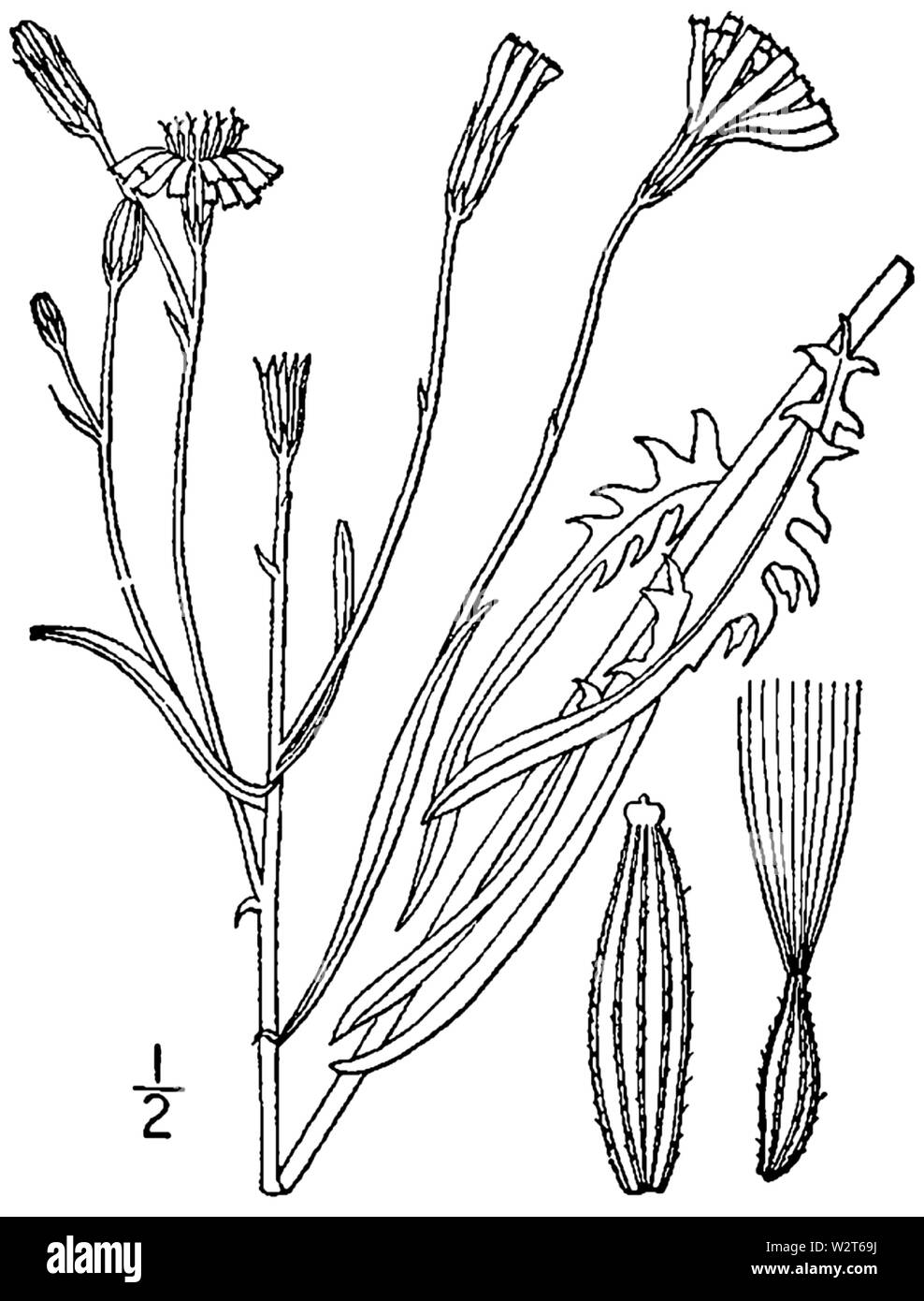 Crepis tectorum BB-1913 Stock Photo