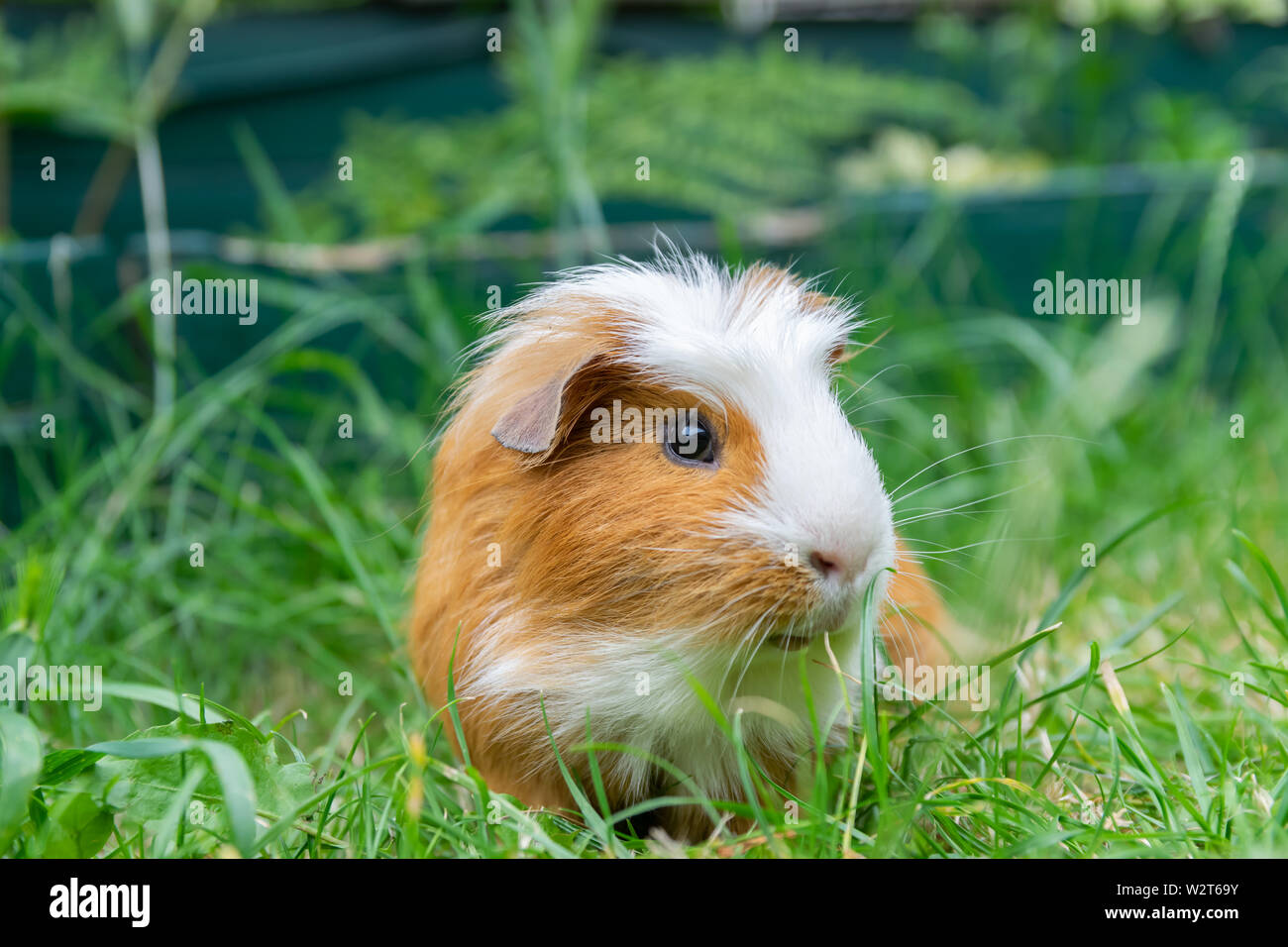 Brown And White Guinea Pig Stock Photos Brown And White Guinea