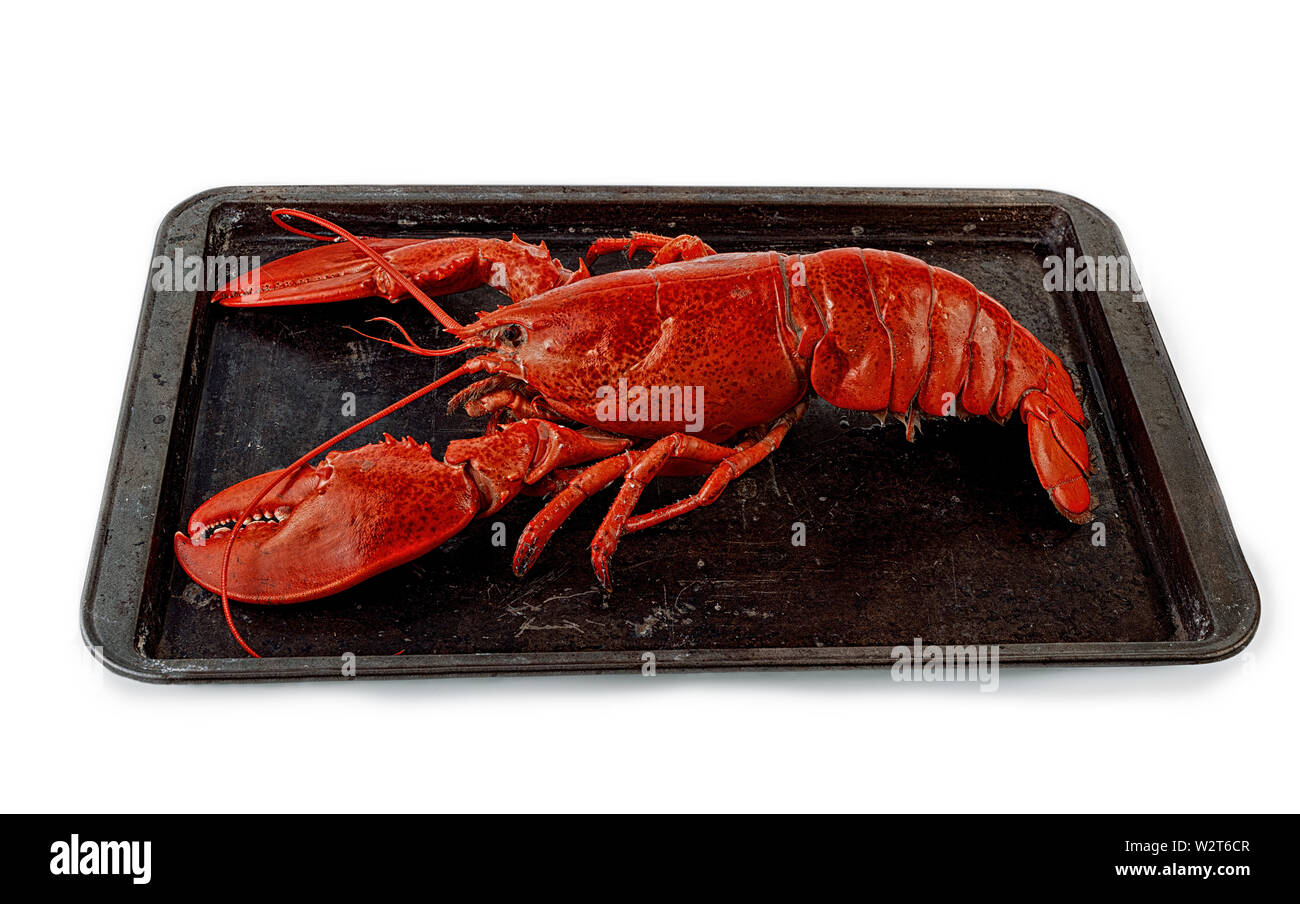 Cooked lobster on a dark black grey rusty tray on a white background. Stock Photo