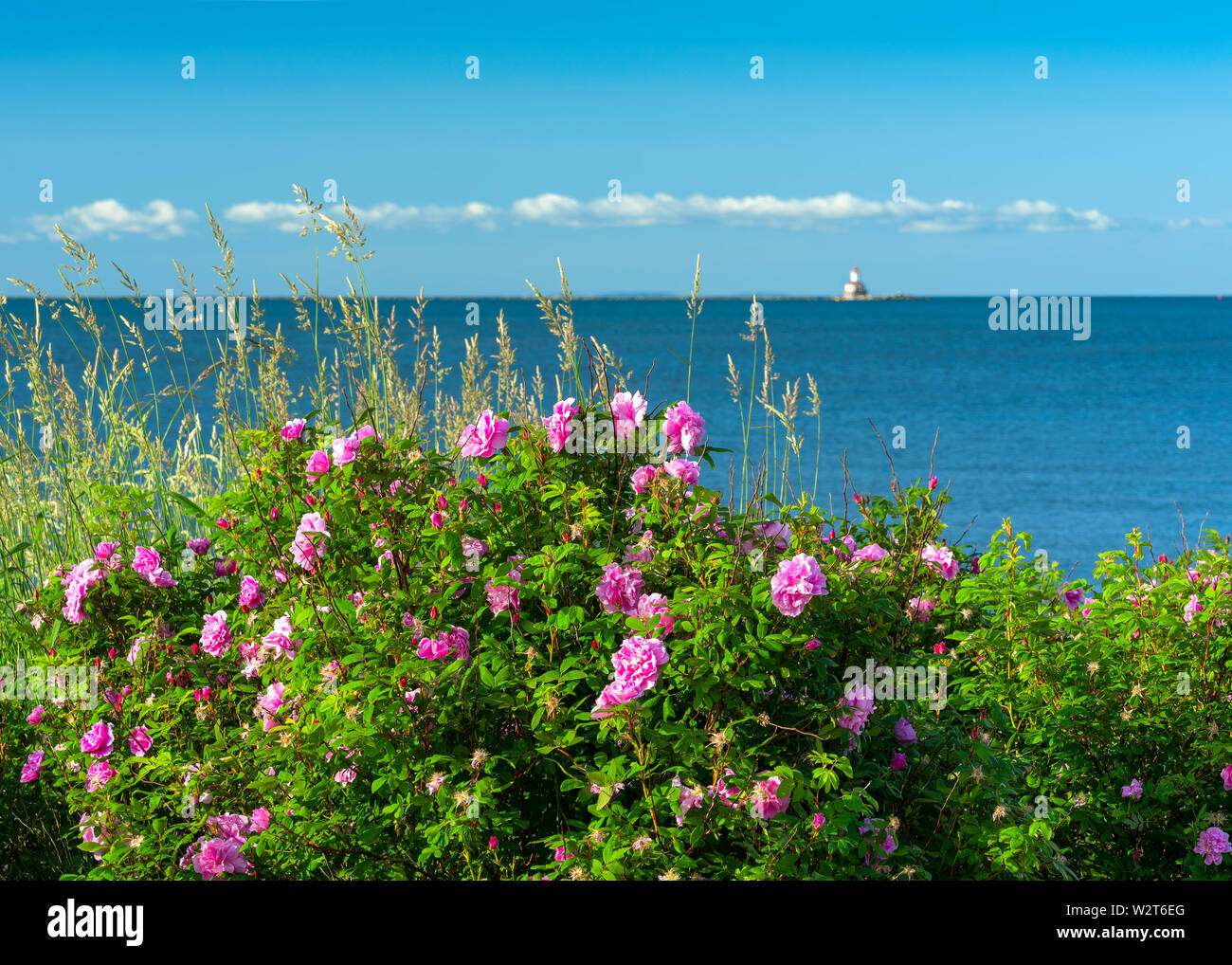 Wild roses growing along the waterfront in Summerside, Prince Edward Island with Indian Point Lighthouse on the distant horizon. Stock Photo