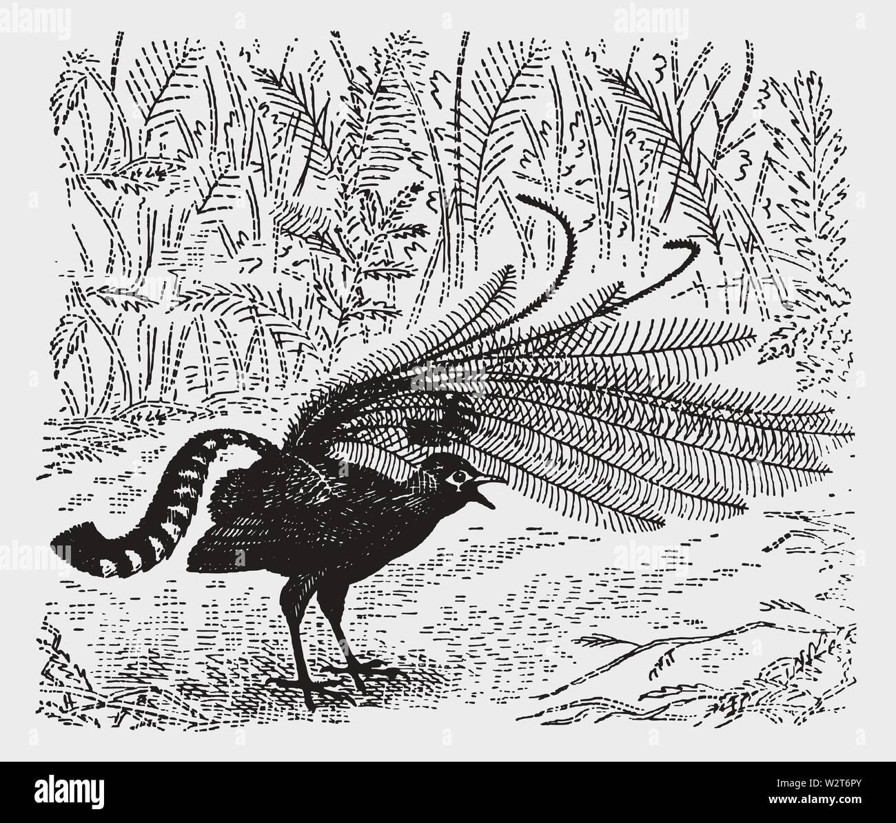 Superb lyrebird (menura novaehollandiae) in courtship display. Illustration after a historic engraving from the early 20th century Stock Vector