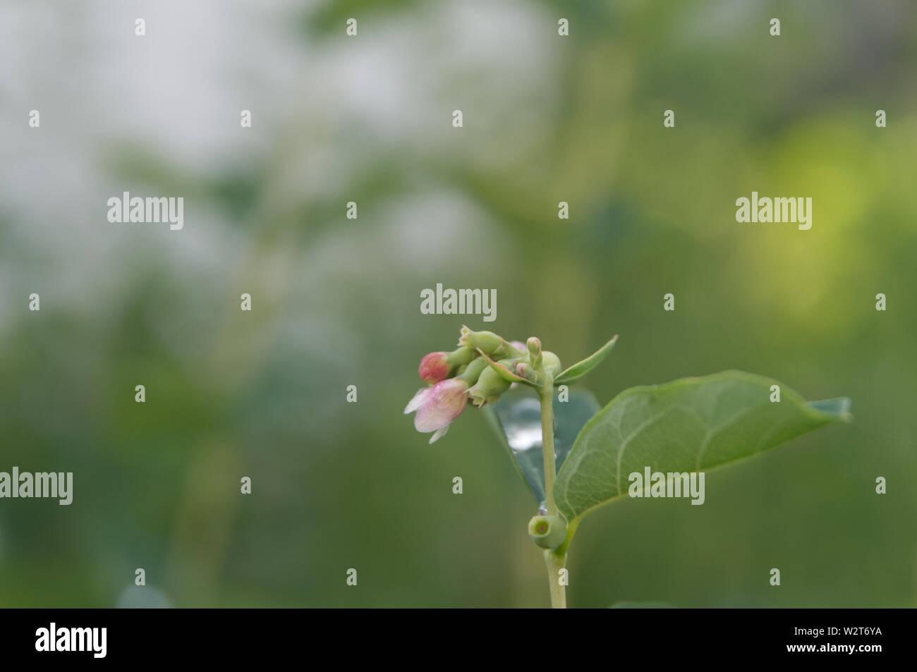 close-up of twig of a common snowberry with rain drop on leaf and pink flowers Stock Photo