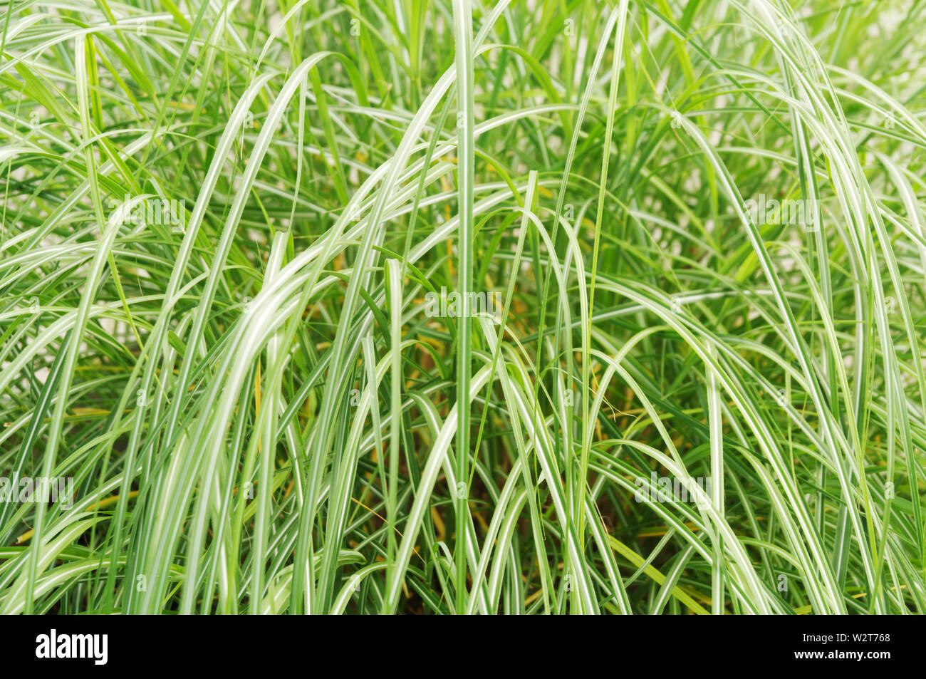 close-up of variegated leaves of carex japonica Stock Photo
