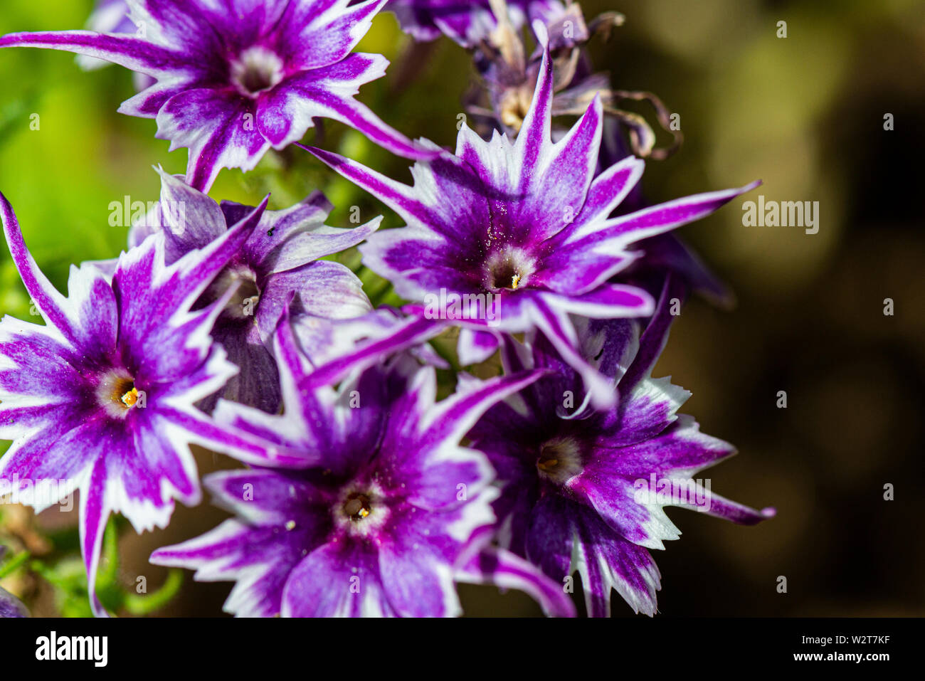 A close up of the flowers of a Phlox drummondii Popstars Mixed Stock Photo