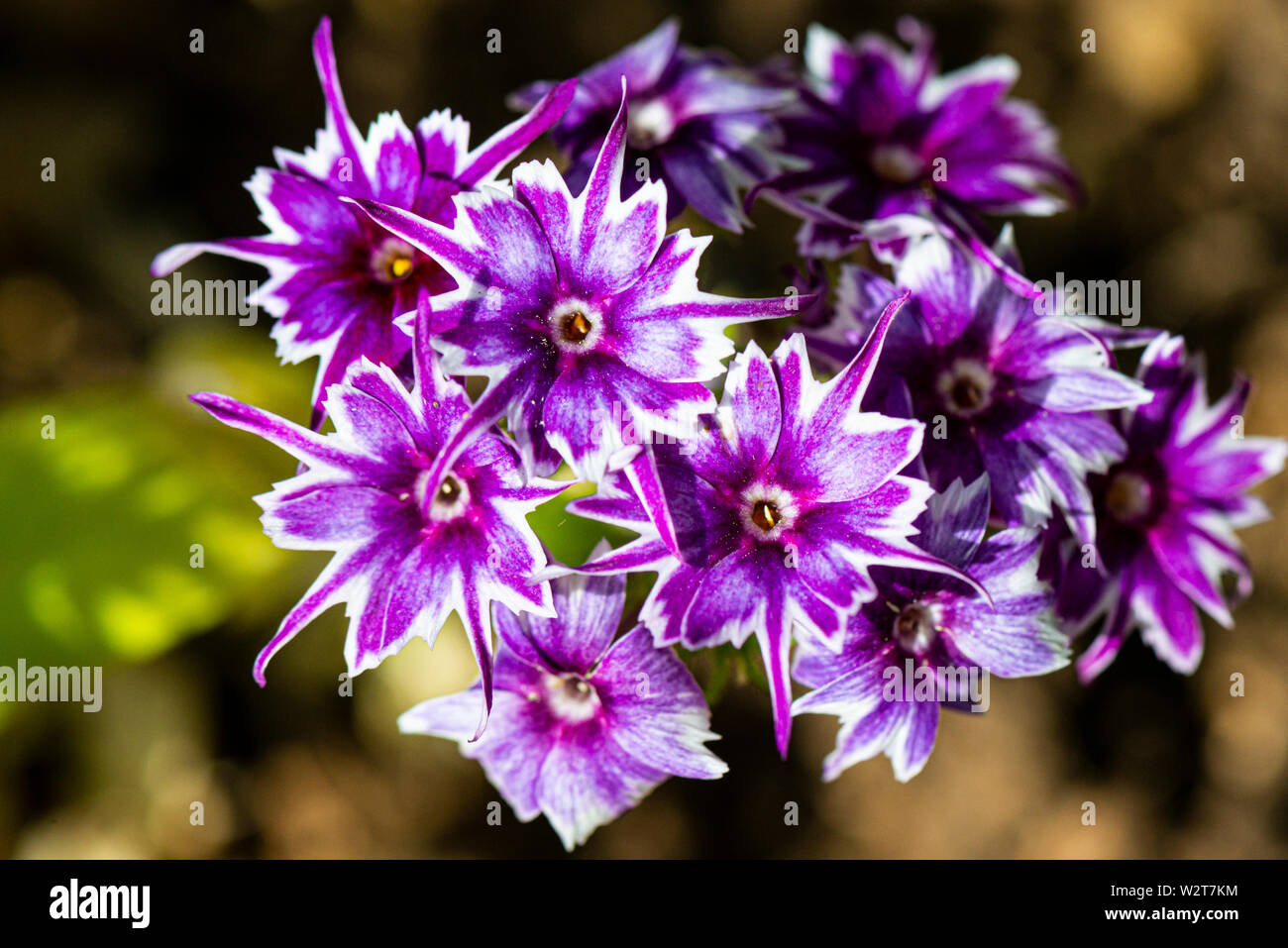 A close up of the flowers of a Phlox drummondii Popstars Mixed Stock Photo