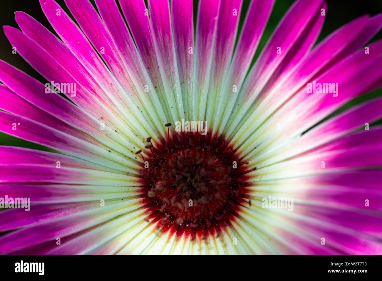 A flower of a Livingstone daisy Magic Carpet Series (Dorotheanthus bellidiformis Magic Carpet Series) Stock Photo
