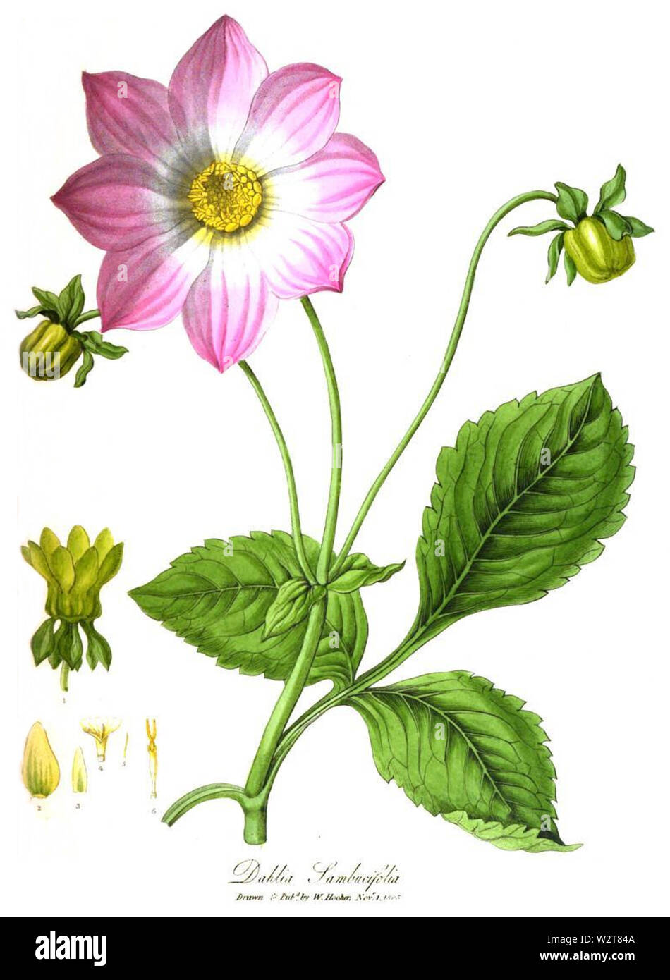 Dahlia sambucifolia 1805 Stock Photo
