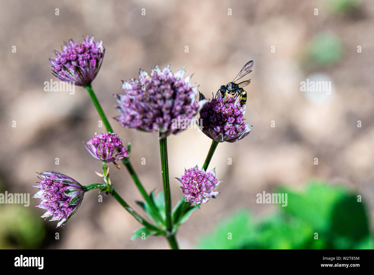 A wasp on the flower of astrantia Stock Photo