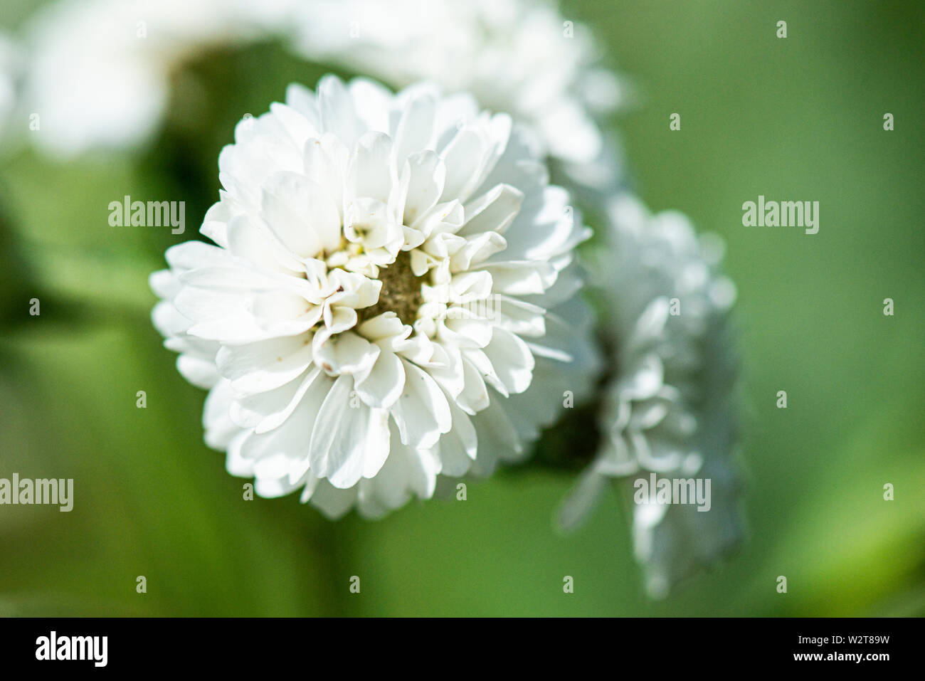 The flower of a sneezewort 'The Pearl' (Achillea ptarmica 'The Pearl ...