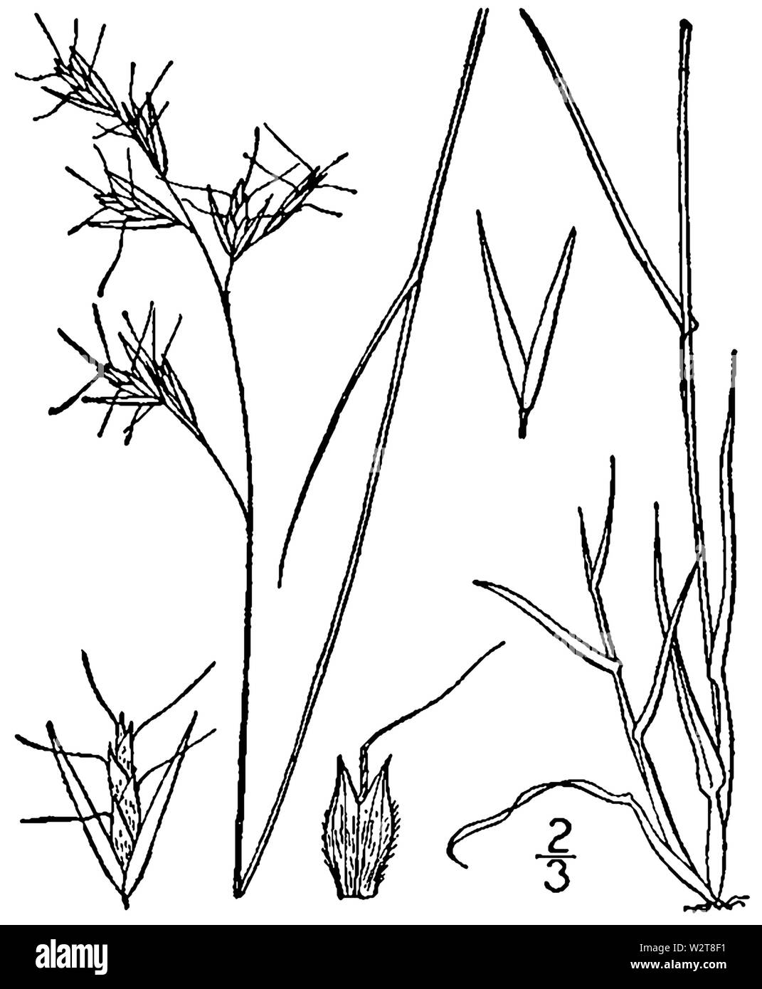 Danthonia spicata BB-1913 Stock Photo
