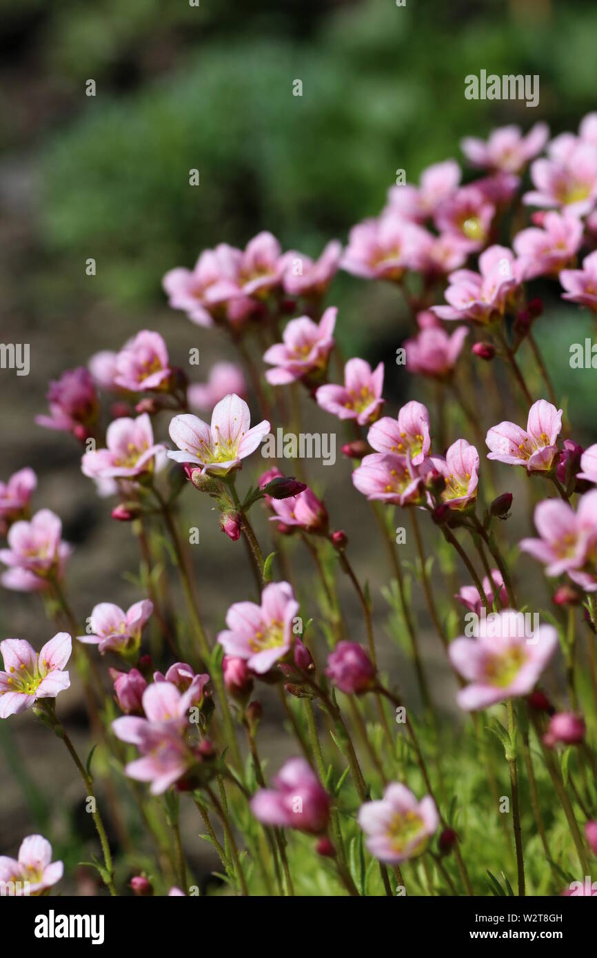 Close-up of pink mossy saxifrage, saxifrage x arendsi Stock Photo