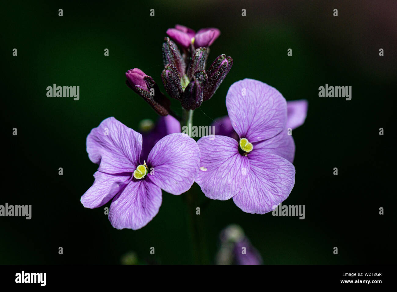 The flowers of a wallflower 'Bowles's Mauve' (Erysimum 'Bowles's Mauve') Stock Photo