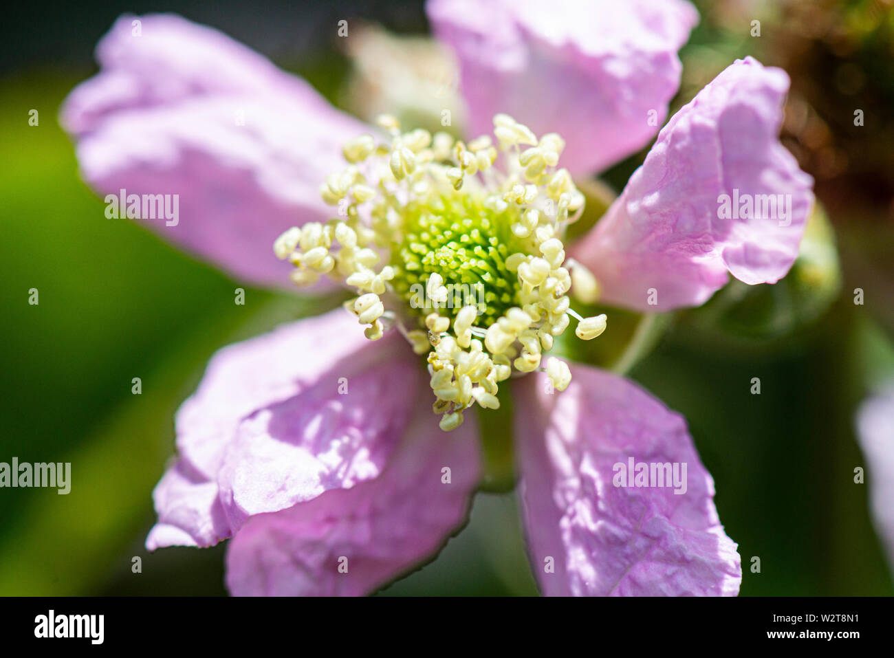 A close up of the flower of a thornless blackberry Stock Photo