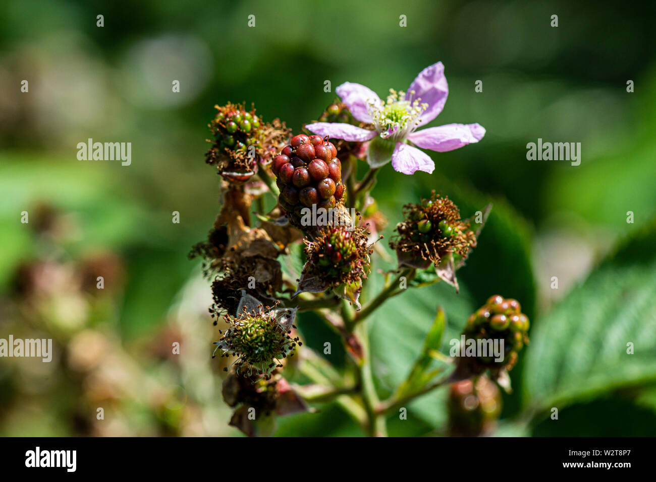 The flower and unripe fruit of a thornless blackberry Stock Photo
