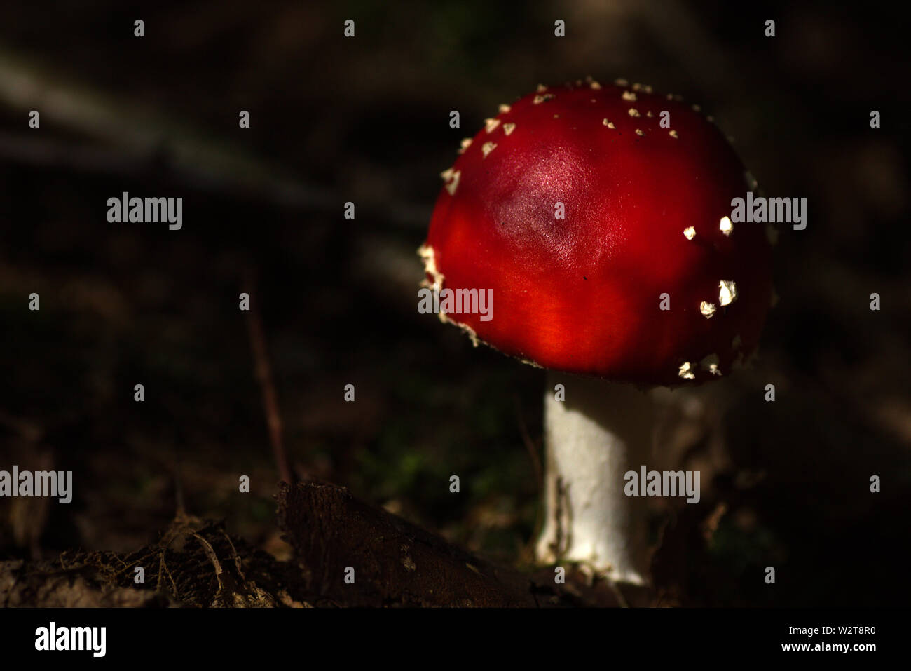 Close-up of Fly amanita, Amanita muscaria growing in the leaf litter Stock Photo