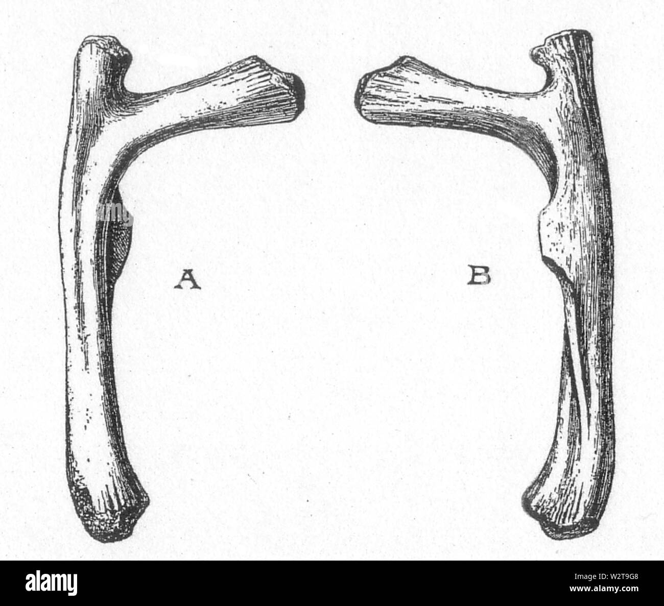 Deinosuchus hatcheri fig 6 Stock Photo Alamy