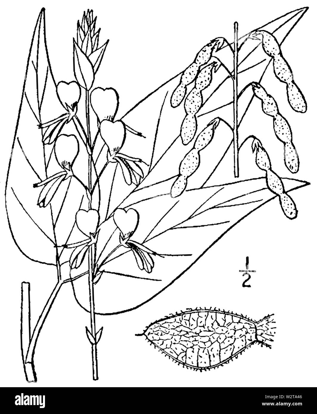 Desmodium Cut Out Stock Images & Pictures - Alamy