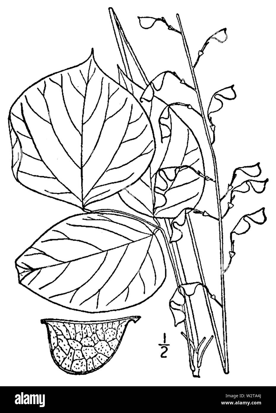 Botanical illustration of Desmodium glutinosum from 1913. Stock Photo