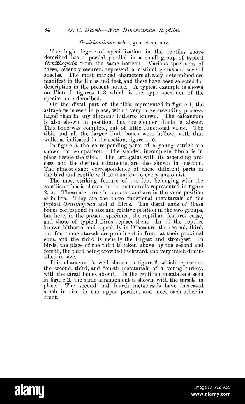 Description of New Dinosaurian Reptiles Page 4 Stock Photo