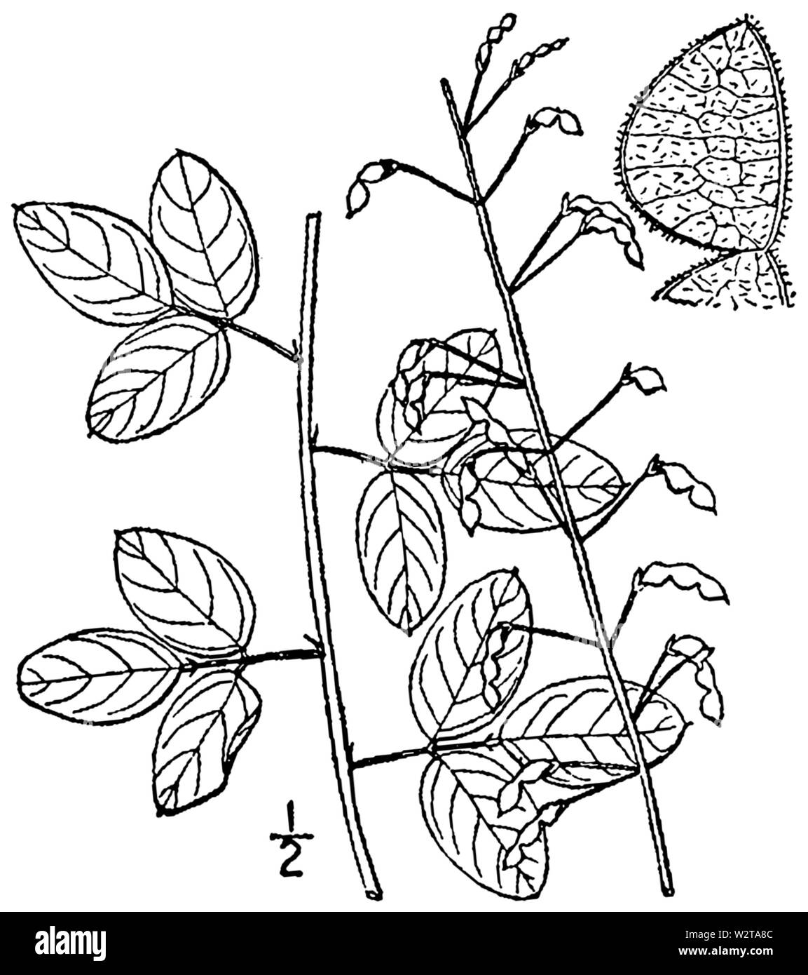 Desmodium Cut Out Stock Images & Pictures - Alamy
