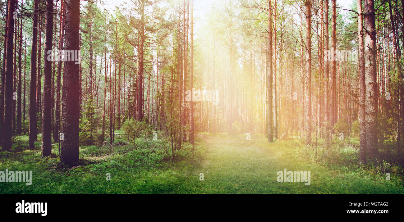 The sun and nature light hi-res stock photography and images - Alamy