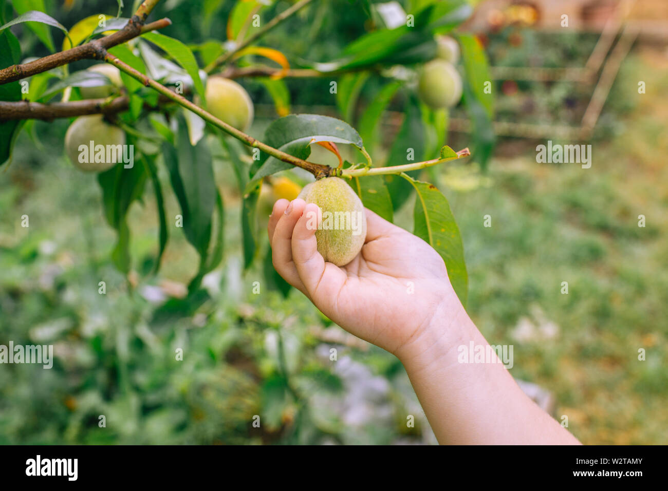 Cute baby touching some peaches, discover Nature and healthy lifestyle