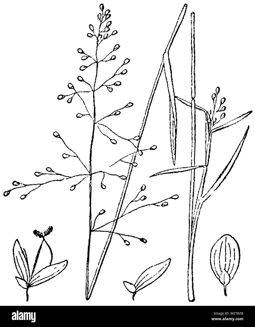 Dichanthelium acuminatum var lindheimeri (as Panicum lindheimeri) BB-1913 Stock Photo