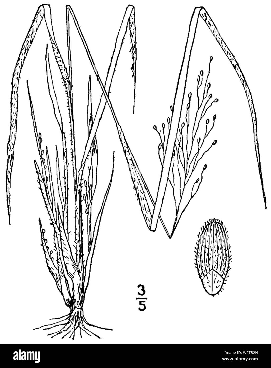 Dichanthelium linearifolium (as Panicum linearifolium) BB-1913 Stock Photo
