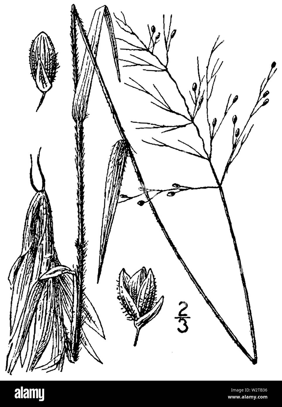 Dichanthelium acuminatum var acuminatum (as Panicum commonsianum) BB-1913 Stock Photo